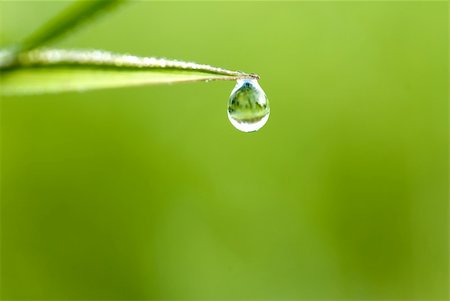 simsearch:700-02265197,k - green grass with waterdrop and shallow depth of field Stock Photo - Budget Royalty-Free & Subscription, Code: 400-03914677