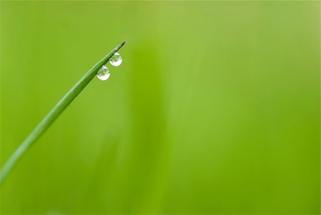 simsearch:700-02265197,k - green grass with two waterdrops and shallow depth of field Stock Photo - Budget Royalty-Free & Subscription, Code: 400-03914678
