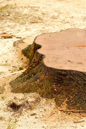 dusty environment - Stump of a freshly cut tree surrounded by saw dust Stock Photo - Budget Royalty-Free & Subscription, Code: 400-03914695