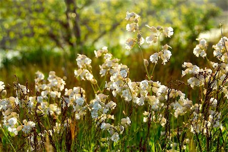 simsearch:400-03928869,k - Wildflowers wild campions blooming in summer meadow Foto de stock - Super Valor sin royalties y Suscripción, Código: 400-03914980