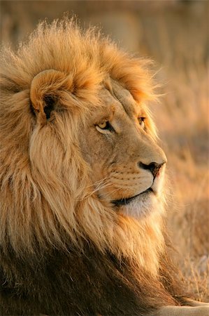 simsearch:400-04727848,k - Portrait of a big male African lion (Panthera leo), South Africa Stock Photo - Budget Royalty-Free & Subscription, Code: 400-03915408