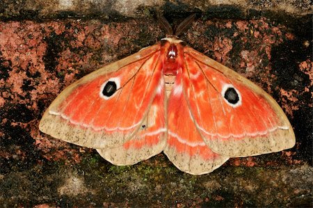 simsearch:400-07518693,k - A colorful nocturnal moth against a dark background Stock Photo - Budget Royalty-Free & Subscription, Code: 400-03915464