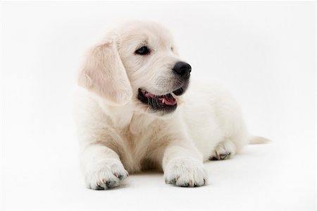 simsearch:700-00198258,k - Golden retriever in studio shoot Stock Photo - Budget Royalty-Free & Subscription, Code: 400-03916296