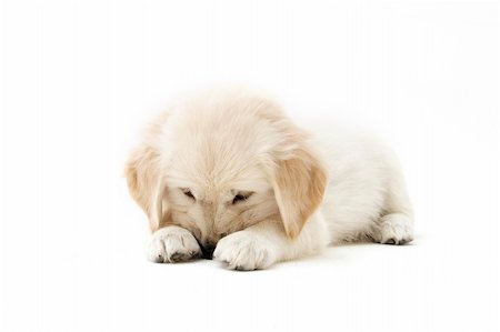 simsearch:700-00198258,k - Golden retriever in studio shoot Stock Photo - Budget Royalty-Free & Subscription, Code: 400-03916297