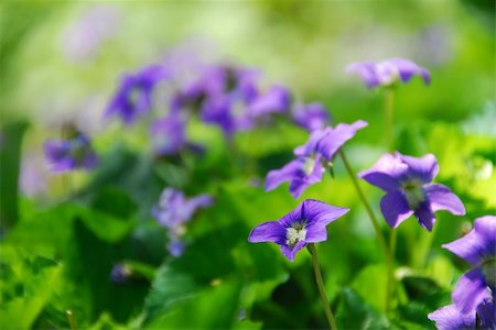 simsearch:400-03928869,k - Wild violets growing in a spring garden Foto de stock - Super Valor sin royalties y Suscripción, Código: 400-03916903