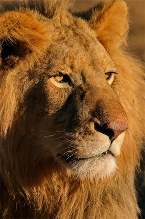 simsearch:400-04613070,k - Portrait of a big male lion (Panthera leo), Kalahari, South Africa Stock Photo - Budget Royalty-Free & Subscription, Code: 400-03917031