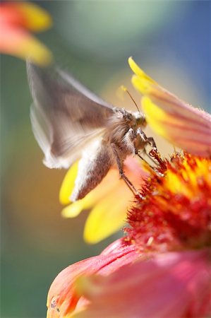 simsearch:400-04920020,k - Close Up shot of a butterfly feeding off a flower. It's wings have motion blur Foto de stock - Super Valor sin royalties y Suscripción, Código: 400-03917138