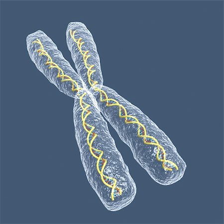 chromosome X Stock Photo - Budget Royalty-Free & Subscription, Code: 400-03917211