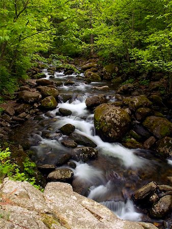 summer forest mountain stream Stock Photo - Budget Royalty-Free & Subscription, Code: 400-03910066