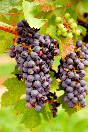 simsearch:846-03166143,k - Bunches of red grapes growing on a vine Stock Photo - Budget Royalty-Free & Subscription, Code: 400-03911097