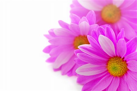 simsearch:400-03928869,k - Floral background of pink flowers close up on white Foto de stock - Super Valor sin royalties y Suscripción, Código: 400-03911105