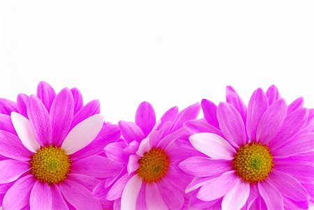 simsearch:400-03928869,k - Border of pink flowers close up on white background Foto de stock - Super Valor sin royalties y Suscripción, Código: 400-03911106