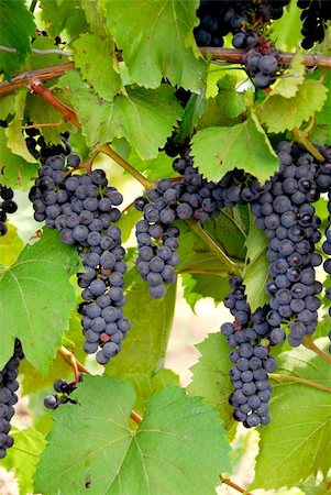simsearch:846-03166143,k - Bunches of red grapes growing on a vine Stock Photo - Budget Royalty-Free & Subscription, Code: 400-03911243