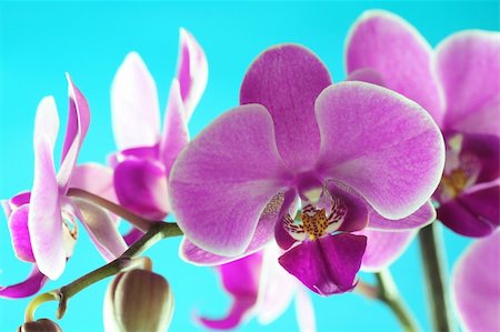 simsearch:400-04808821,k - Beautiful and colorful orchids for background use. Concept: Beauty Foto de stock - Super Valor sin royalties y Suscripción, Código: 400-03911279