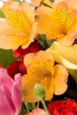 simsearch:400-03928869,k - Tulips, Carnations & roses against a plain background Foto de stock - Super Valor sin royalties y Suscripción, Código: 400-03911348