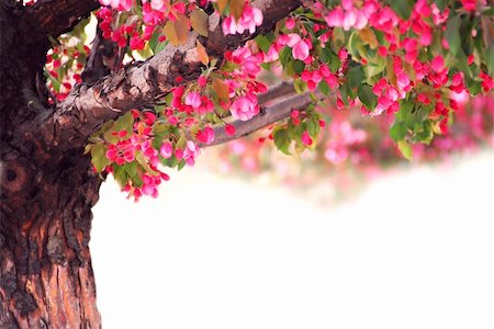 simsearch:400-03928869,k - Blooming pink apple tree isolated on white background Foto de stock - Super Valor sin royalties y Suscripción, Código: 400-03911623