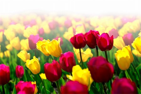 simsearch:400-03928869,k - Field of colorful yellow and purple tulips with faded white background Foto de stock - Super Valor sin royalties y Suscripción, Código: 400-03911825