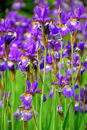 simsearch:400-03928869,k - Beautiful purple irises blooming in spring time Foto de stock - Super Valor sin royalties y Suscripción, Código: 400-03911833