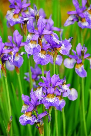 simsearch:400-03928869,k - Beautiful purple irises blooming in spring time Foto de stock - Super Valor sin royalties y Suscripción, Código: 400-03911898