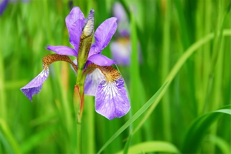 simsearch:400-03928869,k - Beautiful purple irises blooming in spring time Foto de stock - Super Valor sin royalties y Suscripción, Código: 400-03911899