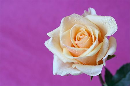 simsearch:649-07648640,k - Yellow rose with water droplets on a white vase against a pink background. Background is textured, not noise. Stock Photo - Budget Royalty-Free & Subscription, Code: 400-03912279