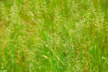 simsearch:400-03928869,k - Background of tall green grass growing in a meadow Foto de stock - Super Valor sin royalties y Suscripción, Código: 400-03912367