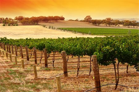 A Scenic Vineyard at Sunset in South Australia Stock Photo - Budget Royalty-Free & Subscription, Code: 400-03912380
