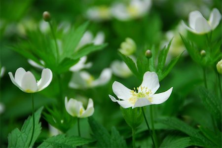 simsearch:400-03928869,k - Spring wild flowers wood anemones close up Foto de stock - Super Valor sin royalties y Suscripción, Código: 400-03912561