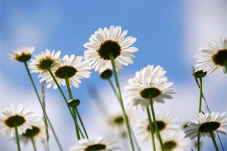 simsearch:700-01196029,k - White summer daisies reaching towards blue sky Stock Photo - Budget Royalty-Free & Subscription, Code: 400-03912643