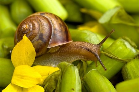 escargot - Snail and water lily still Stock Photo - Budget Royalty-Free & Subscription, Code: 400-03912932