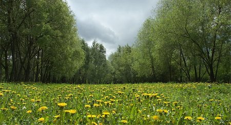 simsearch:400-04399510,k - Dandellion field in spring with cloudy sky Stock Photo - Budget Royalty-Free & Subscription, Code: 400-03913149