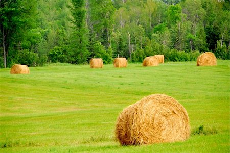 simsearch:6109-07498113,k - Agricultural landscape of hay bales in a green field Stock Photo - Budget Royalty-Free & Subscription, Code: 400-03913823