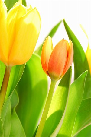 simsearch:400-03928869,k - Close up on fresh backlit tulips on white background Foto de stock - Super Valor sin royalties y Suscripción, Código: 400-03913838