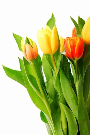 simsearch:400-03928869,k - Close up on fresh tulips bouquet on white background Foto de stock - Super Valor sin royalties y Suscripción, Código: 400-03913839
