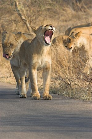 ruler (official leader) - Lioness yawning and showingall her teeth Stock Photo - Budget Royalty-Free & Subscription, Code: 400-03924784