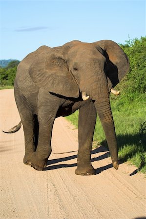 Elephant bull elephant walking down the road Stock Photo - Budget Royalty-Free & Subscription, Code: 400-03924785