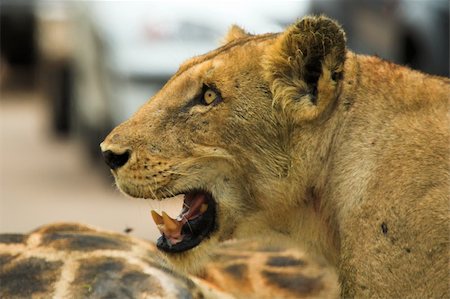 Angry Lioness Stock Photo - Budget Royalty-Free & Subscription, Code: 400-03924796