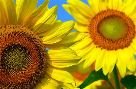 simsearch:400-03928869,k - Two sunflowers close up with bright blue sky Foto de stock - Super Valor sin royalties y Suscripción, Código: 400-03926358