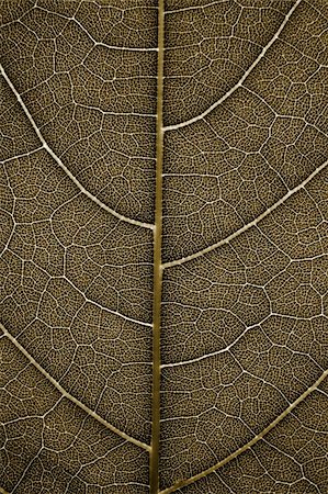 dehydrated - Closeup of a grunge leaf with back lighting Stock Photo - Budget Royalty-Free & Subscription, Code: 400-03926769