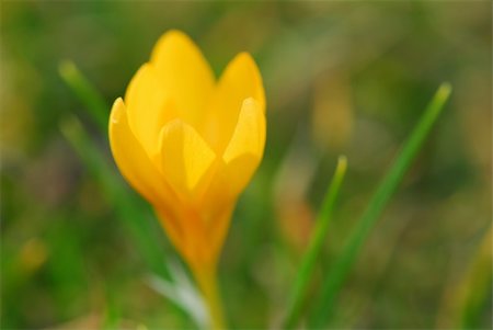 simsearch:400-03928869,k - Macro image of a yellow crocus flower blooming in early spring Foto de stock - Super Valor sin royalties y Suscripción, Código: 400-03926788