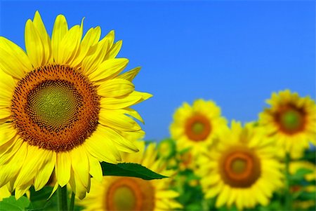 simsearch:400-03928869,k - Sunflower field with one sunflower in foreground and blue sky Foto de stock - Super Valor sin royalties y Suscripción, Código: 400-03927097