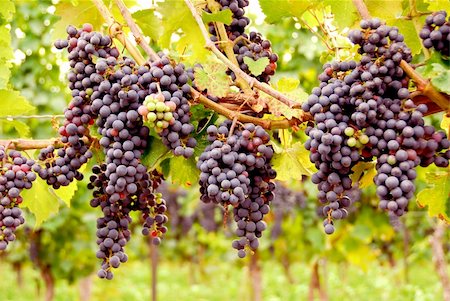simsearch:846-03166143,k - Bunches of red grapes growing on a vine Stock Photo - Budget Royalty-Free & Subscription, Code: 400-03927736