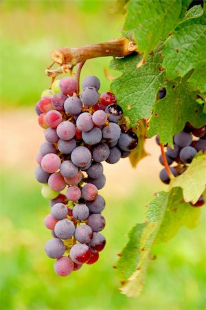 simsearch:846-03166143,k - Bunch of red grapes growing on a vine, closeup Stock Photo - Budget Royalty-Free & Subscription, Code: 400-03927737