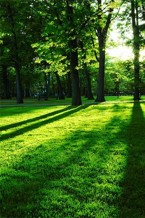 simsearch:700-02265197,k - Green summer park with long shadows from setting sun Stock Photo - Budget Royalty-Free & Subscription, Code: 400-03927739