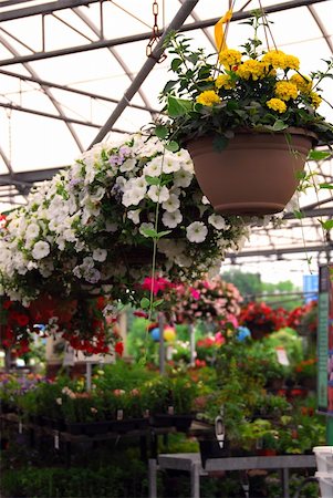 simsearch:400-04882980,k - Rows of flowers for sale in a greenhouse Photographie de stock - Aubaine LD & Abonnement, Code: 400-03927740