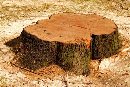 dusty environment - Stump of a freshly cut tree surrounded by saw dust Stock Photo - Budget Royalty-Free & Subscription, Code: 400-03927775