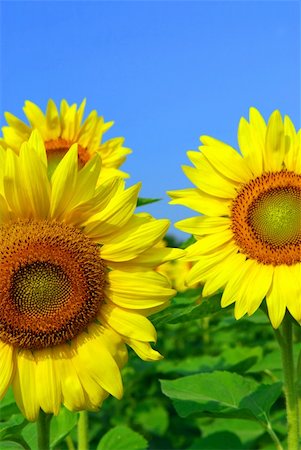 simsearch:400-03928869,k - Close up on sunflowers in blooming sunflower field Foto de stock - Super Valor sin royalties y Suscripción, Código: 400-03927770