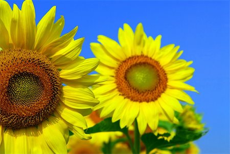 simsearch:400-03928869,k - Close up on two sunflowers in blooming sunflower field Foto de stock - Super Valor sin royalties y Suscripción, Código: 400-03927771