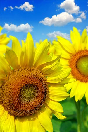 simsearch:400-03928869,k - Close up on sunflowers in blooming sunflower field Foto de stock - Super Valor sin royalties y Suscripción, Código: 400-03927772