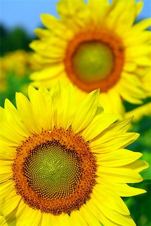 simsearch:400-03928869,k - Close up on sunflowers in blooming sunflower field Foto de stock - Super Valor sin royalties y Suscripción, Código: 400-03927773
